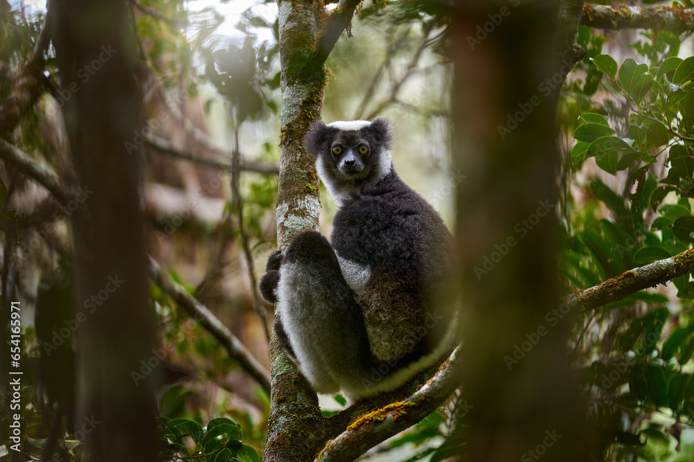 Wild lemur in habitat. Indri indri, monkey with young babe cub in Kirindy Forest, Madagascar. Lemur in the nature habitat. Sifaka on the tree, sunny day. Largest living lemur. Wildlife Madagascar.