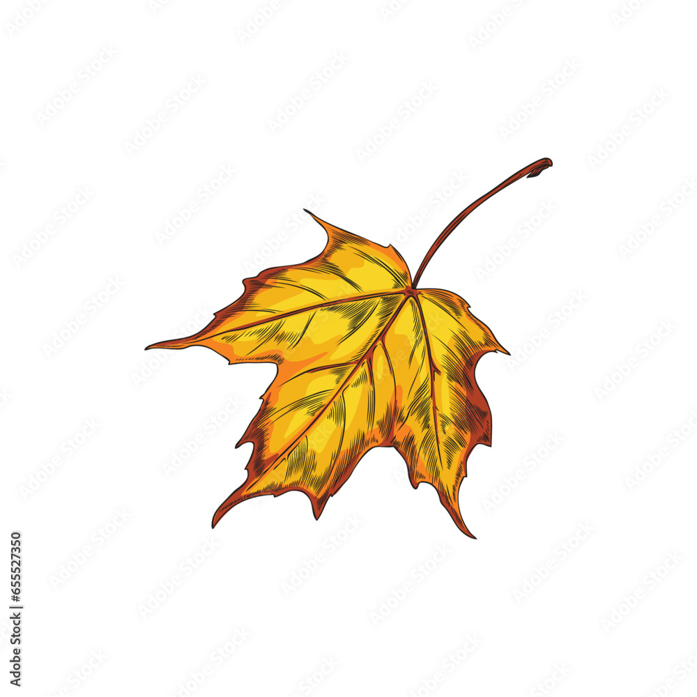 Fall maple yellow leaf, vector illustration in sketch style on white.