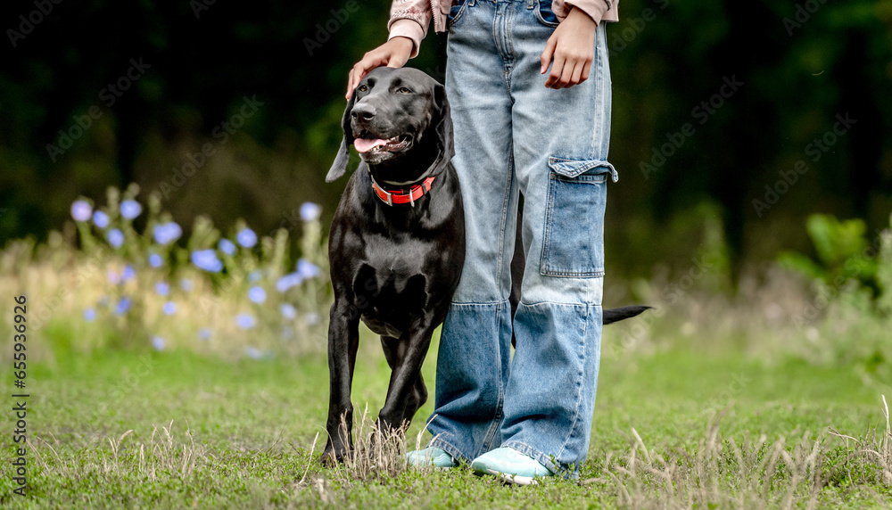 Girl in jeans with black golden retriever dog at nature closeup. Cute child kid wearing pants with purebred pet doggy labrador together in grass