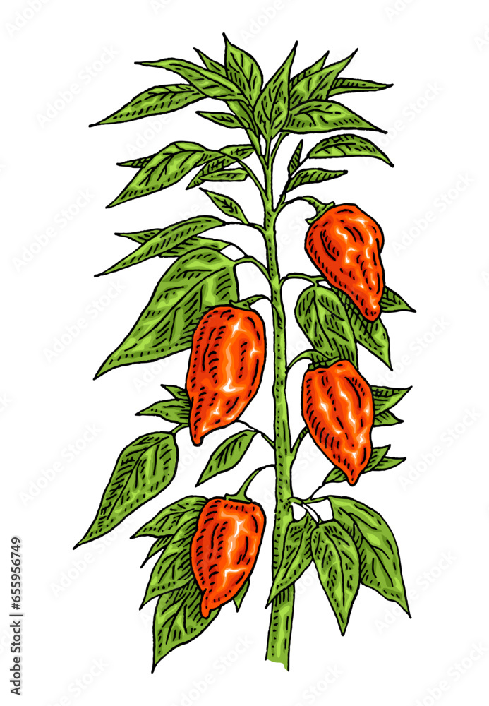 Branch of habanero plant with leaf and pepper. Vintage vector engraving