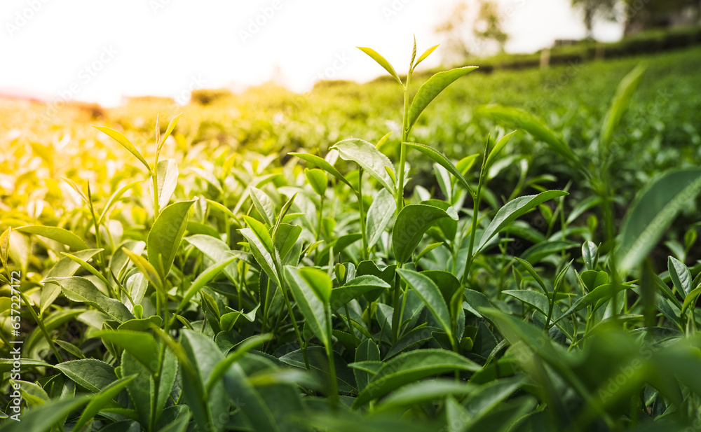 Green tea leaves in a tea plantation.