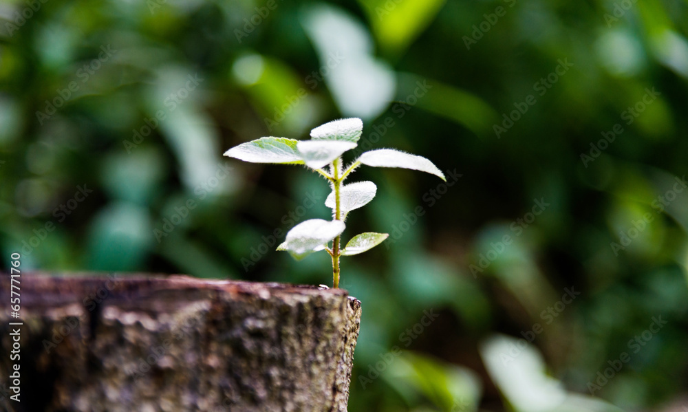 Young green plant growing on dead stump