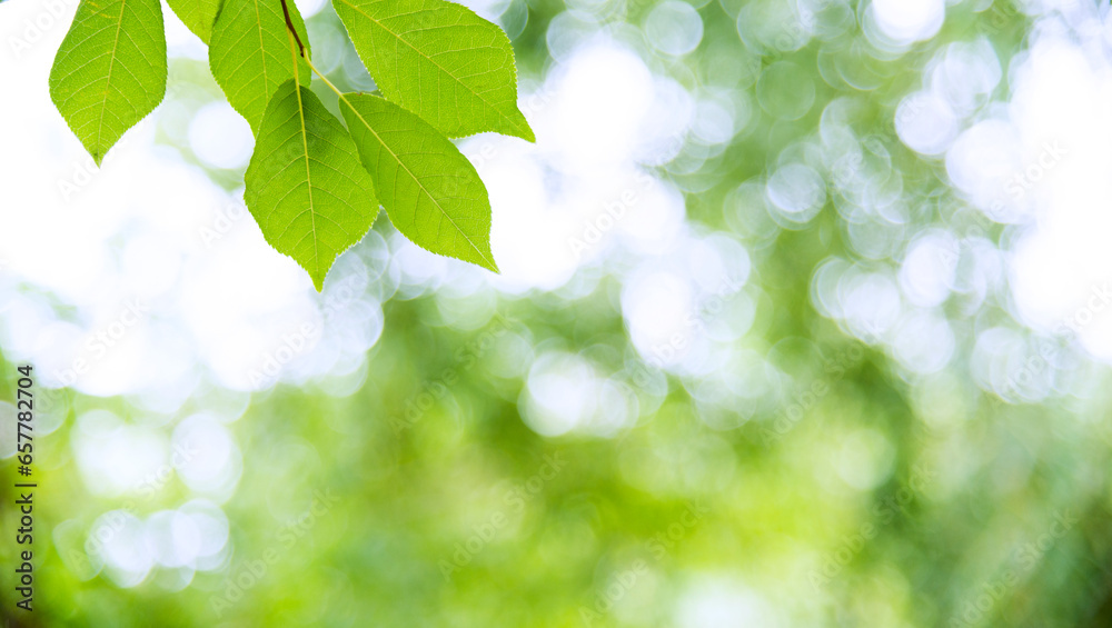 Green leaves with copy space for background