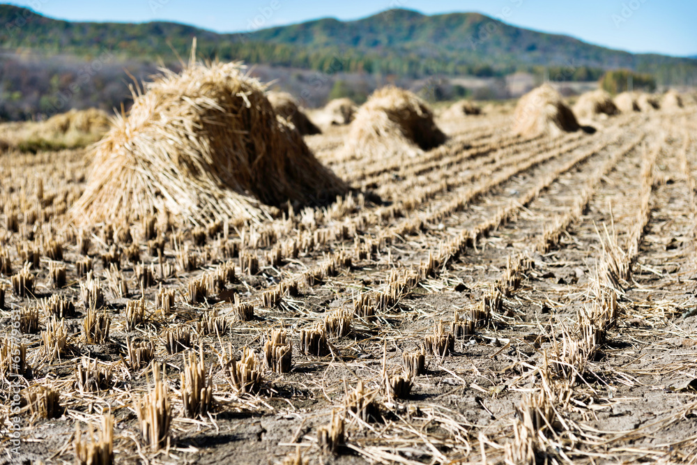 Haystack piled up in a rice field