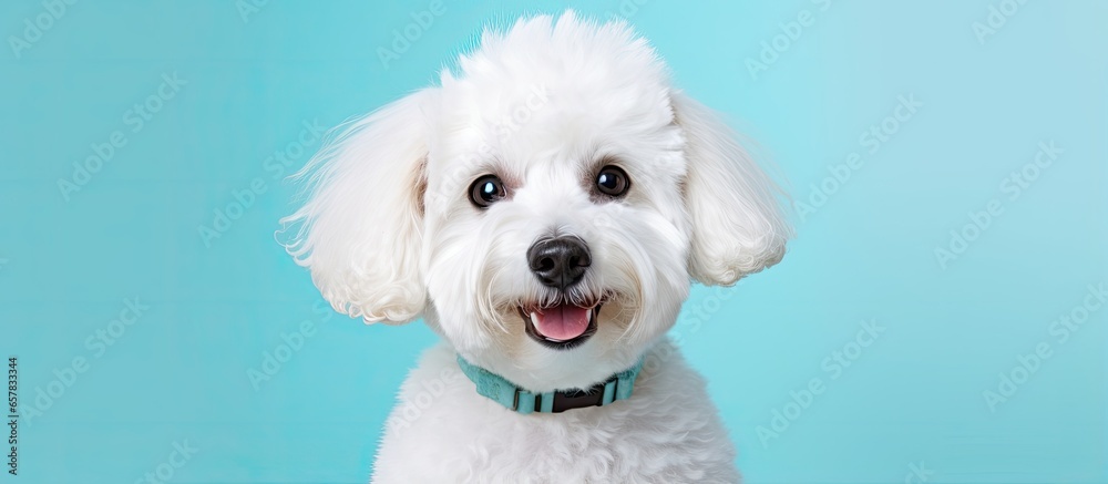 White small poodle dog on mint background Gorgeous pet portrait