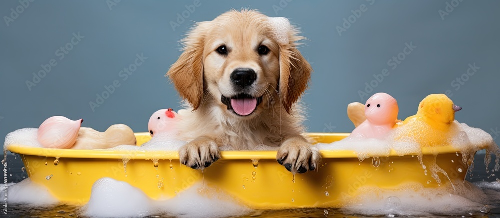 Golden Retriever enjoys bath time with duckling and bubbles