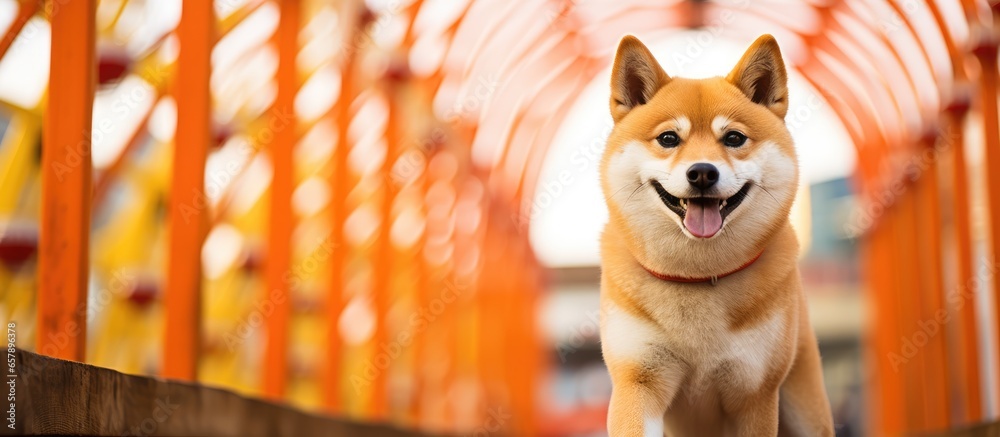 Shiba Inu at amusement park with Ferris wheel