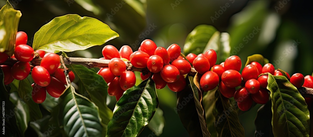 Arabica coffee farm red fruit coffee tree cherry variety