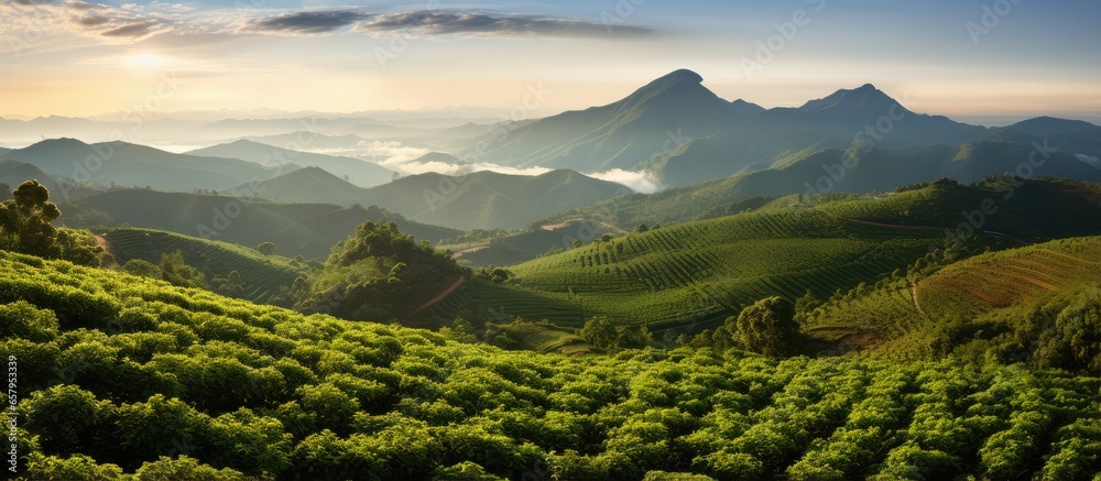 Brazilian coffee plantation with mountain backdrop