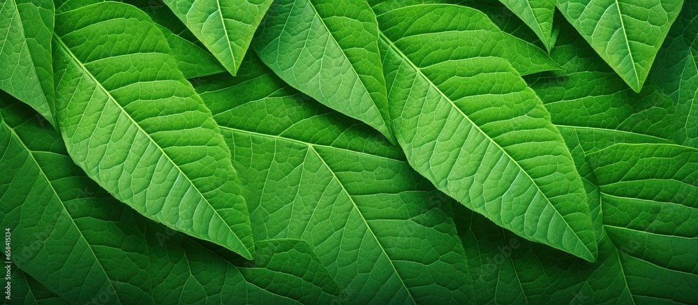 Close up view of green leaf background representing green business ecology organic greenery and natural products