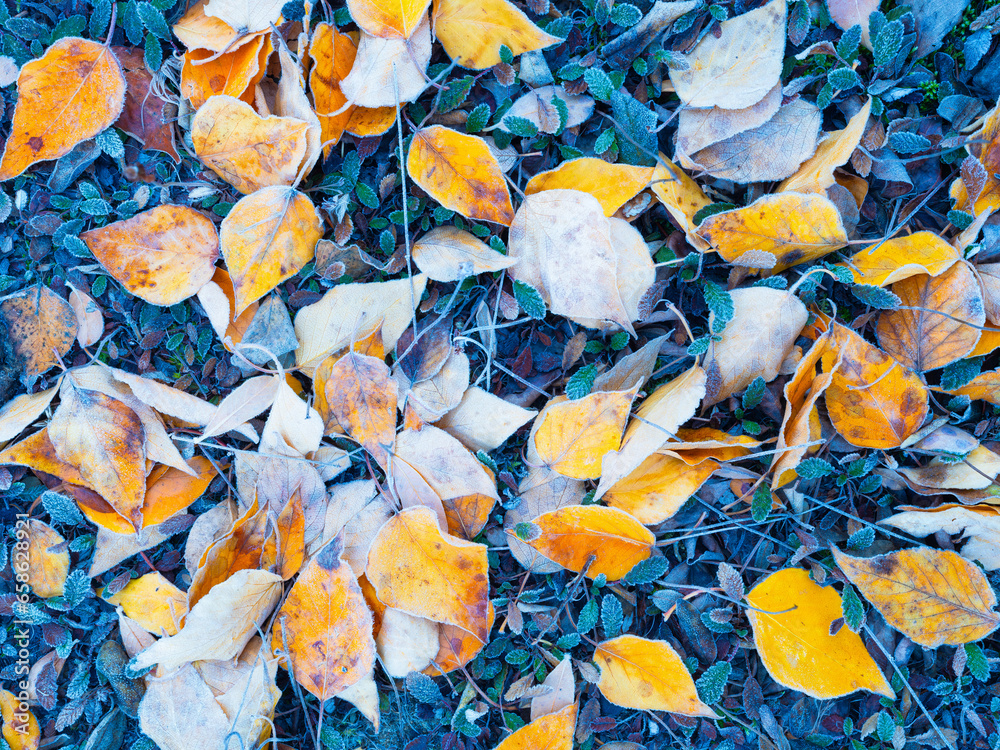 Autumn leaves in the frost. Texture and background of natural materials. Forest background. Composition in the fall. Photo for wallpaper.