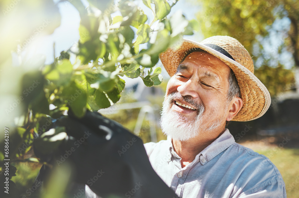 Man, gardening and check leaves for plants with thinking, growth analysis and smile for agriculture. Senior farmer, trees and happy with inspection for health, quality and development in countryside