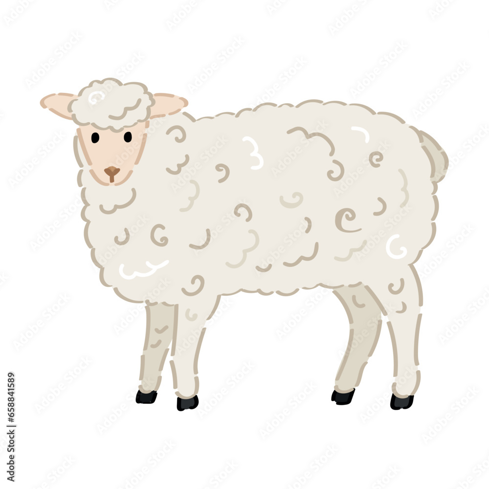 Fluffy sheep on white background