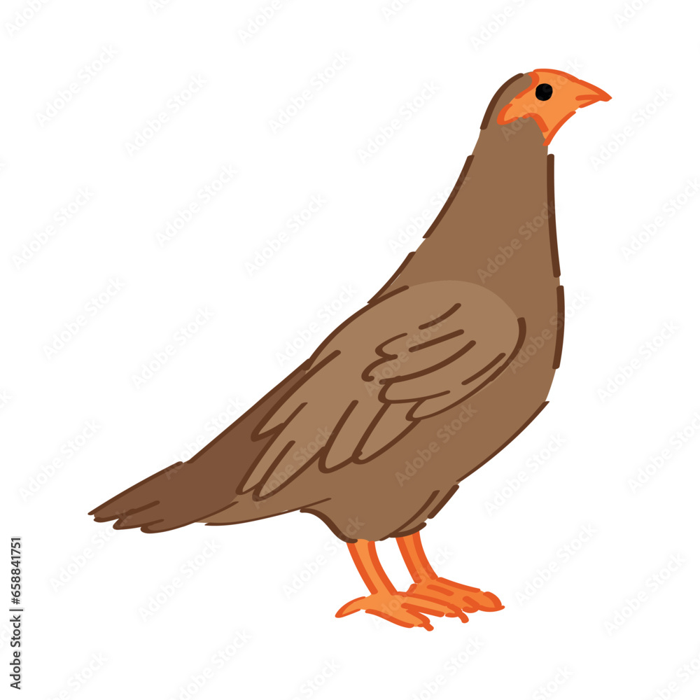 Cute quail on white background