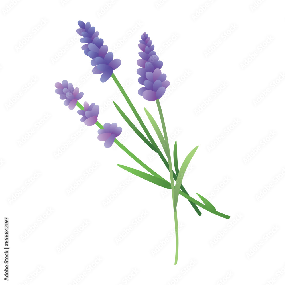 Aromatic lavender flowers on white background