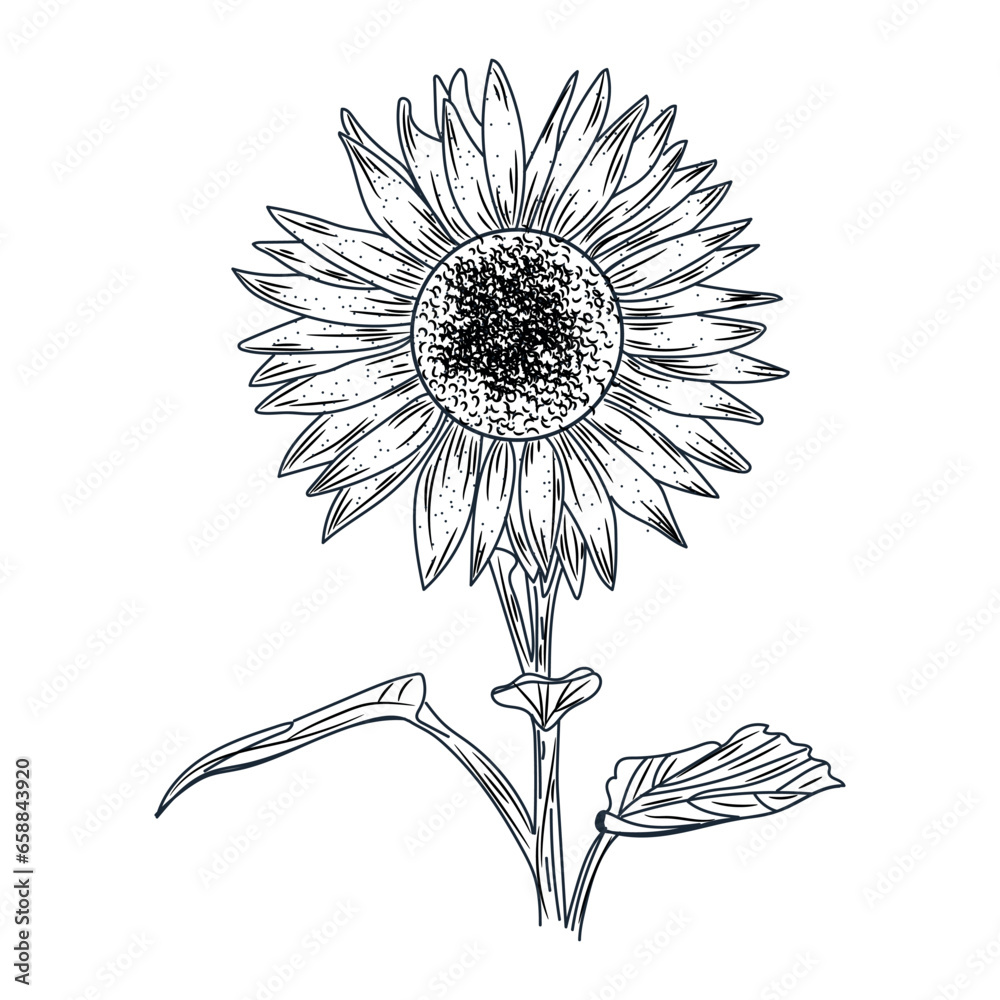 Beautiful drawn sunflower on white background