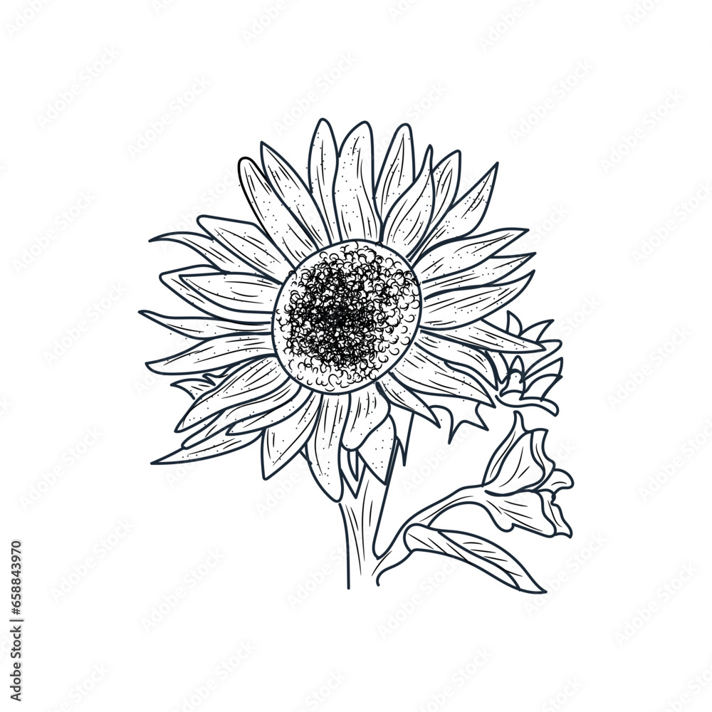 Beautiful drawn sunflower on white background