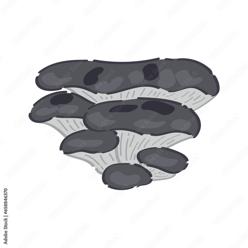 Grey oyster mushrooms on white background