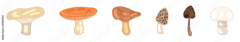 Set of different mushrooms on white background