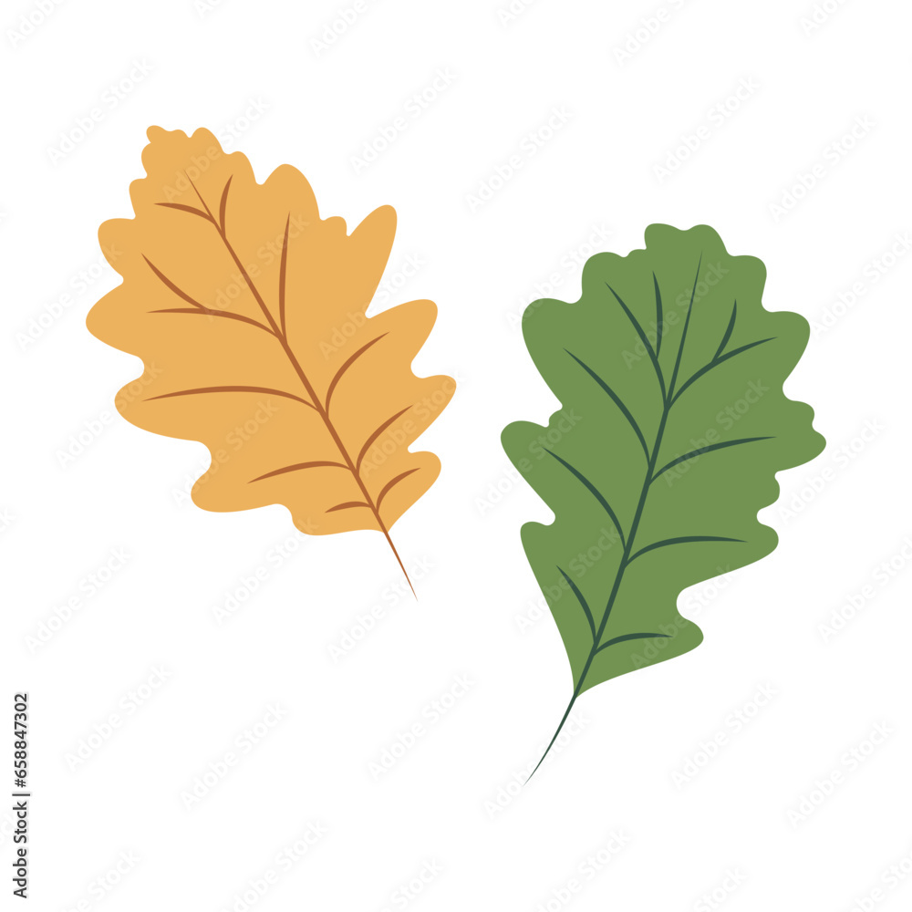 Autumn oak leaves on white background