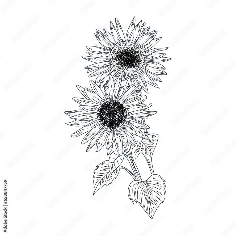 Beautiful drawn sunflowers on white background