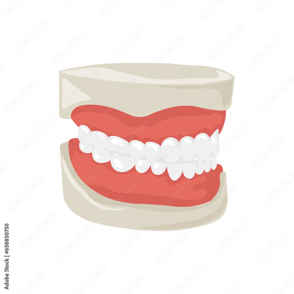 Model of jaw on white background