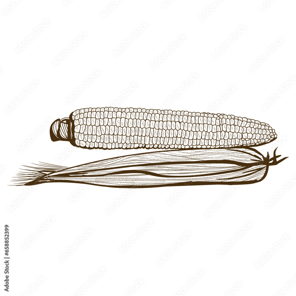 Ripe corn cob on white background