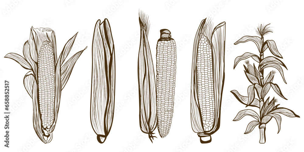 Set of corn cobs on white background