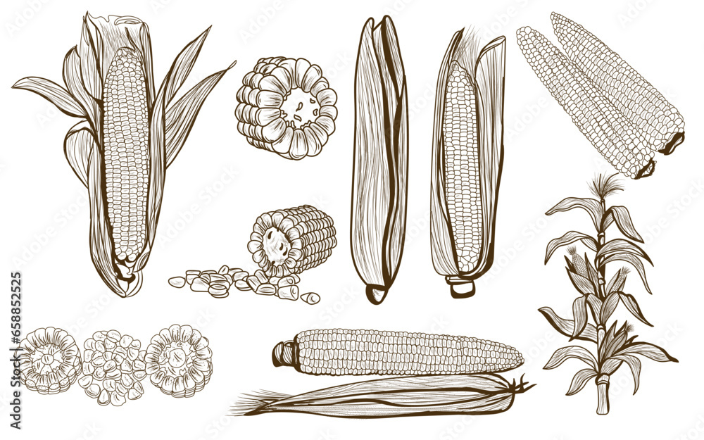 Set of ripe corn cobs on white background