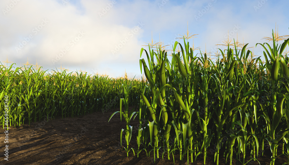 A corn field with tall rows of corn on both sides. Corn plant 3D