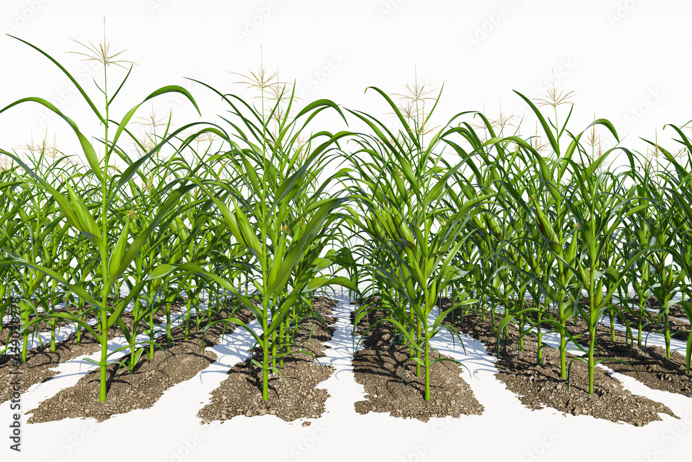 Rows of corn plants with green cobs on a white background close-up. Corn plant 3D on isolated background