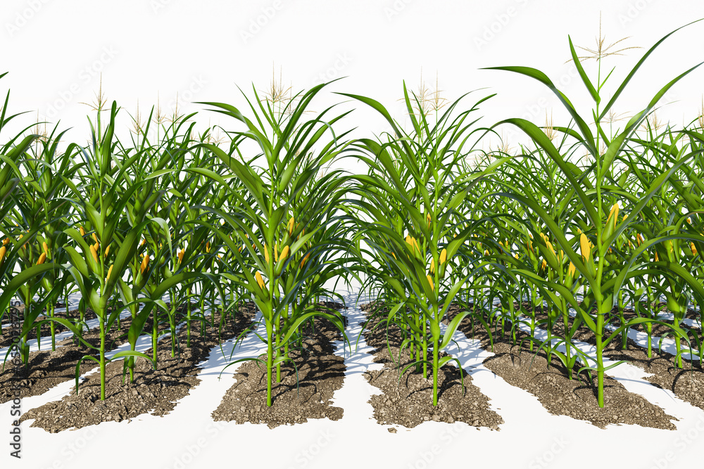 Rows of corn plants with yellow cobs on a white background close-up. Corn plant 3D on isolated background