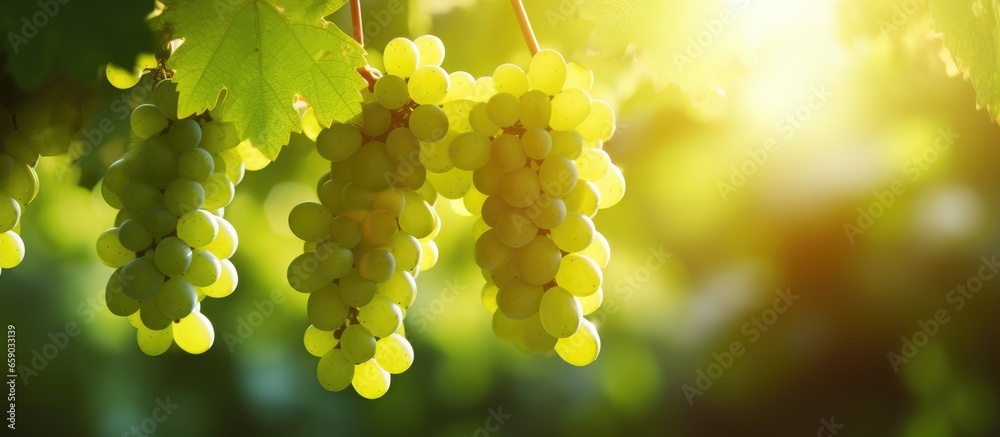 Translucent sunlight bathes the vineyard s green grapes