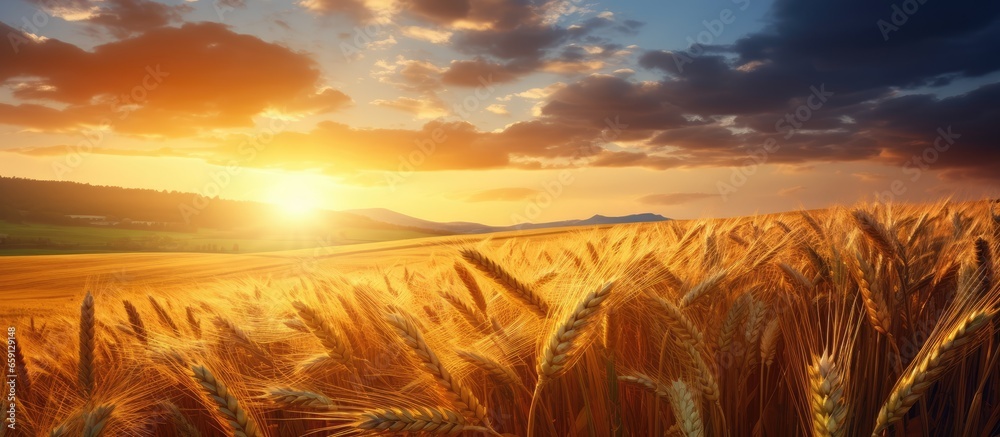 Sunset nature scene with wheat field