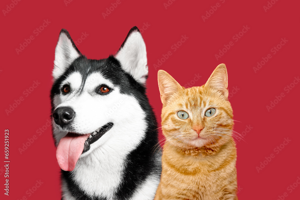 Cute ginger cat and husky dog on red background