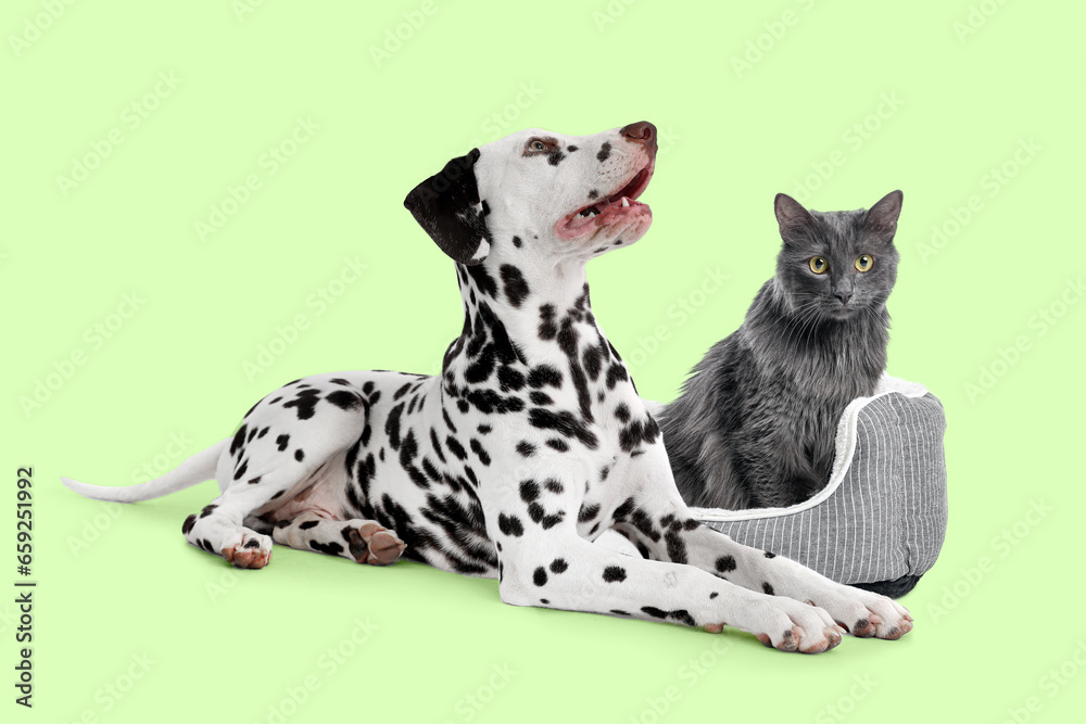 Cute grey cat and Dalmatian dog on green background