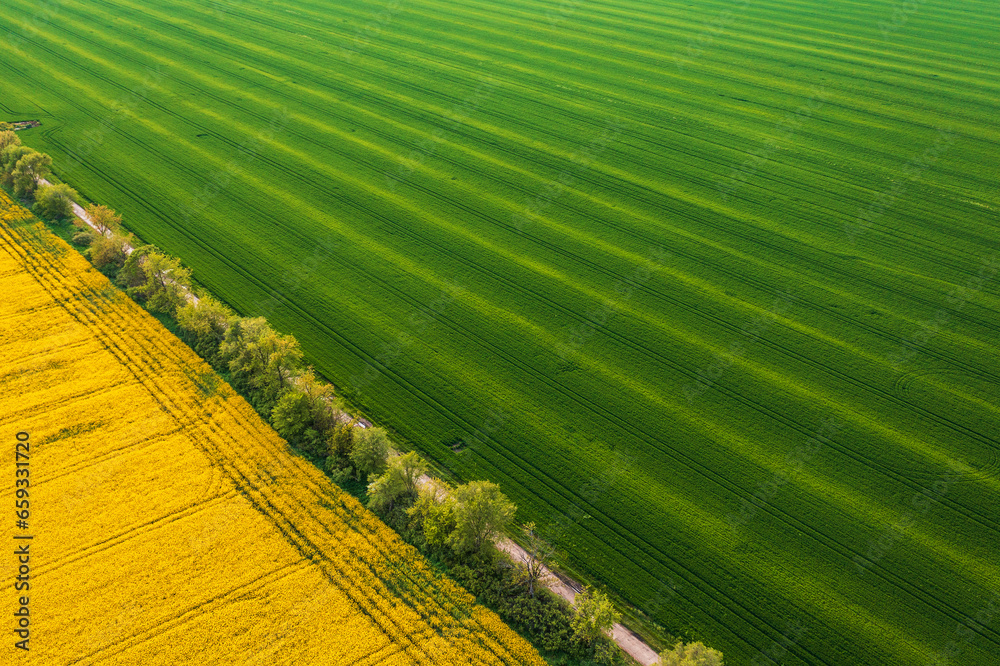 Fields of yellow blooming canola and green wheat seedlings from drone pov, diagonally composed aerial shot of cultivated plantation as minimal abstract background