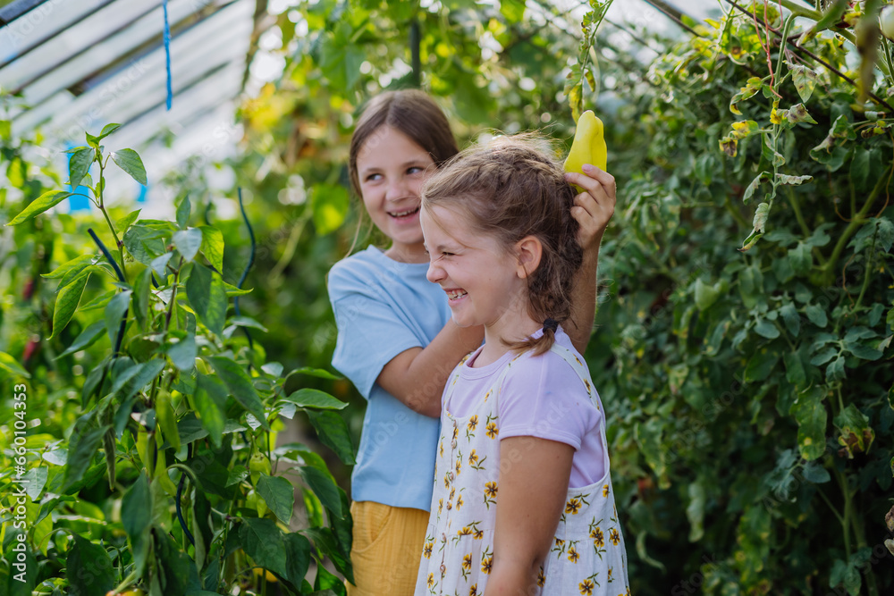 Sisters taking care of plants in a greenhouse. Girl working in the middle of growing vegetables, picking peppers.