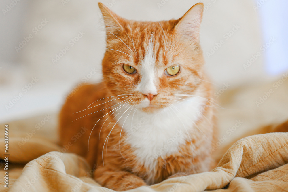 Cute red cat lying on blanket in bedroom, closeup