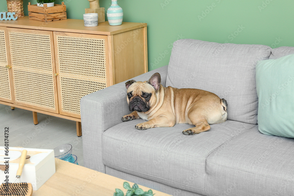 Cute French bulldog lying on sofa in living room