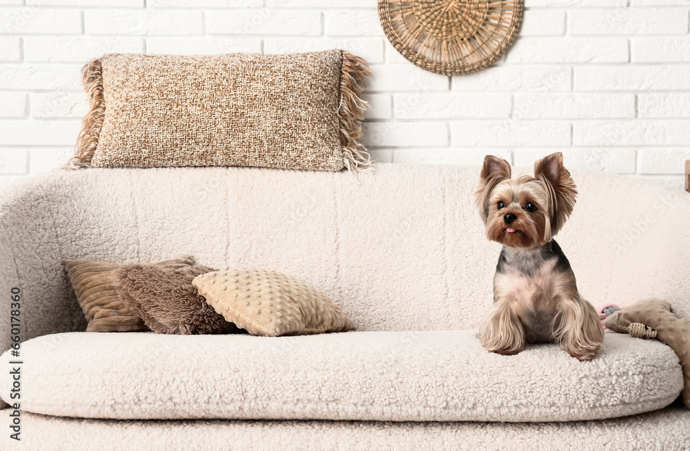 Cute small Yorkshire terrier dog sitting on sofa in living room