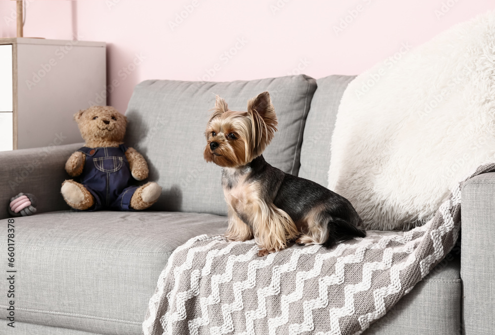 Cute small Yorkshire terrier dog sitting on sofa in room