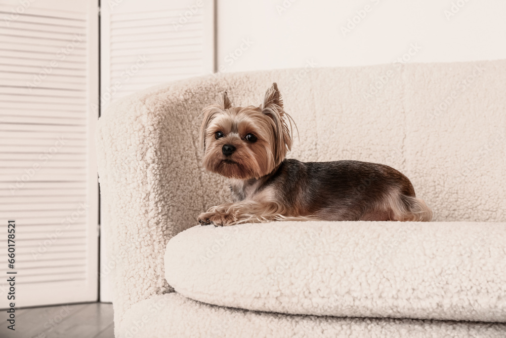 Cute small Yorkshire terrier dog lying on sofa in room