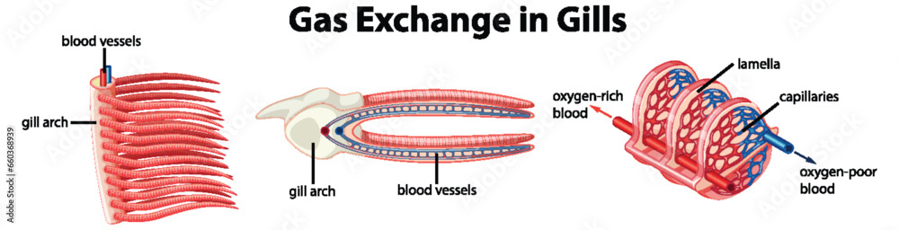 Study of Fish Internal Anatomy: Gas Exchange in Gills