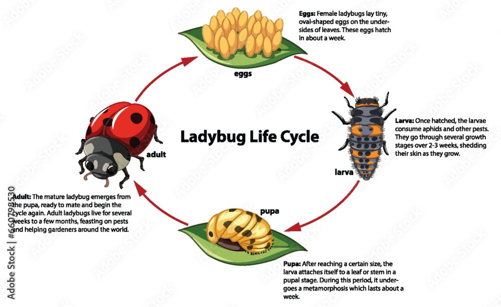 Ladybug Life Cycle: A Biology Study