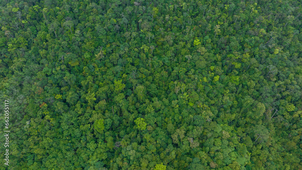 Aerial view of beautiful mountain natural green field of forest in the wild forest mountain ,Clean Air natural fresh Air concept