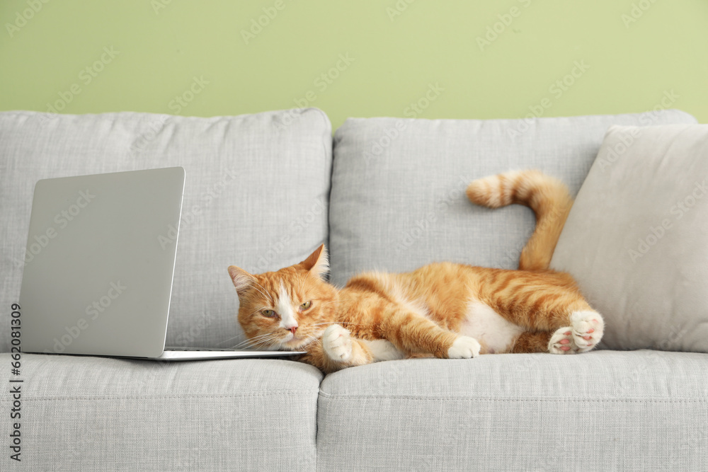 Cute red cat with laptop lying on sofa near green wall