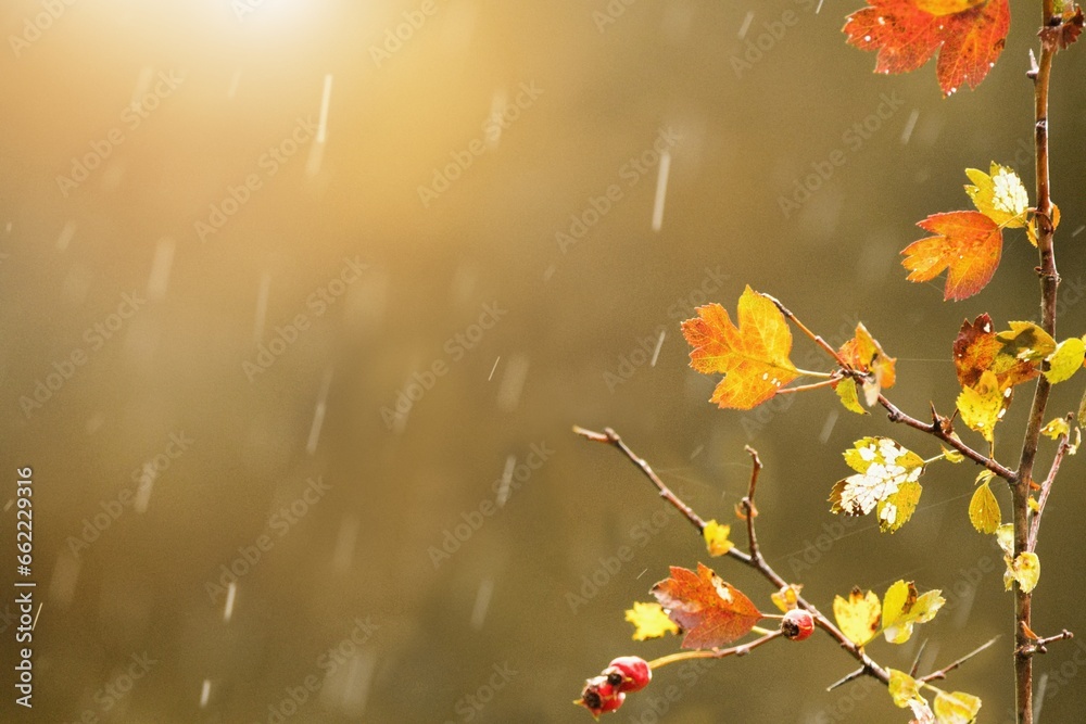 Autumnal rainy background. Branches with raindrops