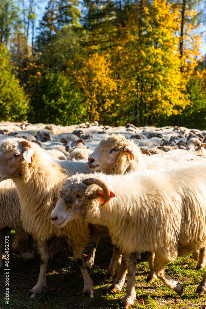 Traditional sheep pasture in Pieniny mountains in Poland. Last days of sheep grazing in autumn