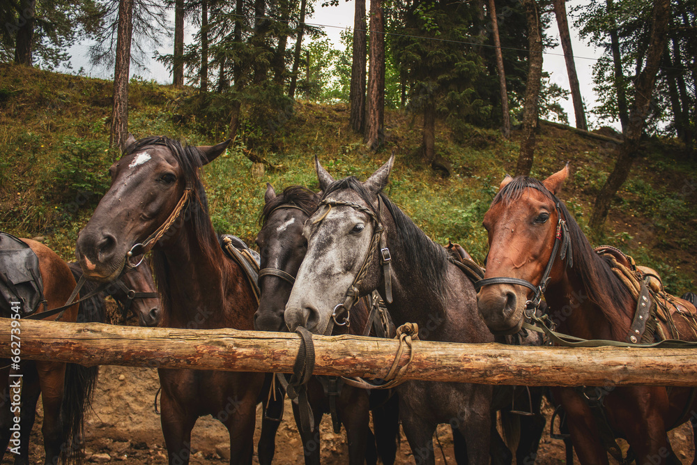 Close-up portrait of horses in a corral